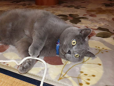 �肢�@���[���Ӓ�@�~�[�R