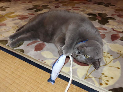 �肢�@���[���Ӓ�@�~�[�R