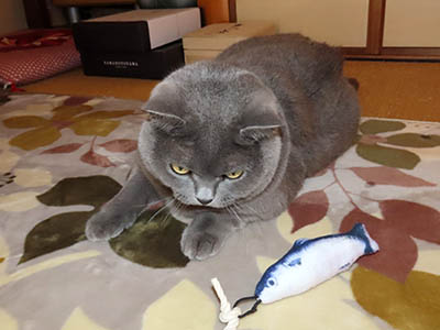 �肢�@���[���Ӓ�@�~�[�R