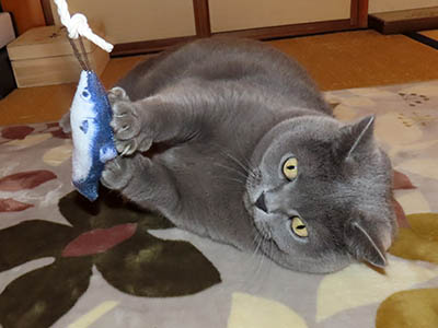 �肢�@���[���Ӓ�@�~�[�R