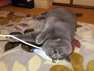 �肢�@���[���Ӓ�@�~�[�R