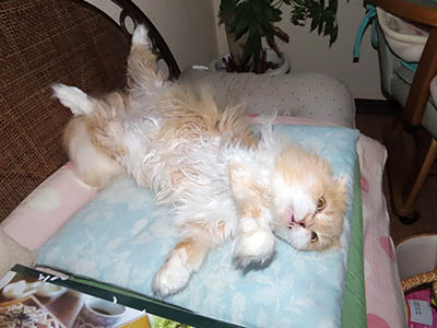 �肢�@���[���Ӓ�@�~�[�R