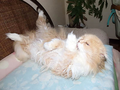 �肢�@���[���Ӓ�@�~�[�R