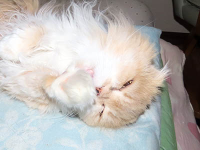 �肢�@���[���Ӓ�@�~�[�R