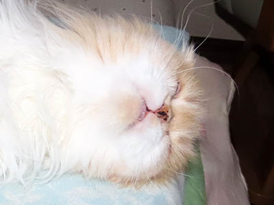 �肢�@���[���Ӓ�@�~�[�R