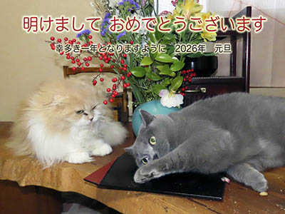 �肢�@���[���Ӓ�@�~�[�R