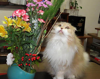 �肢�@���[���Ӓ�@�~�[�R