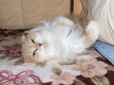 �肢�@���[���Ӓ�@�~�[�R