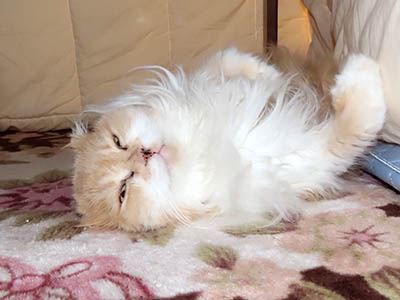 �肢�@���[���Ӓ�@�~�[�R