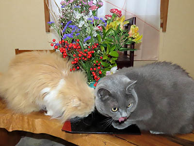 �肢�@���[���Ӓ�@�~�[�R