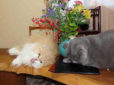 �肢�@���[���Ӓ�@�~�[�R