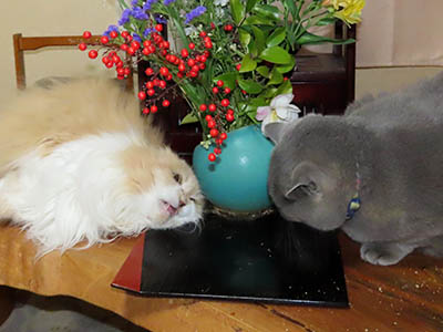 �肢�@���[���Ӓ�@�~�[�R