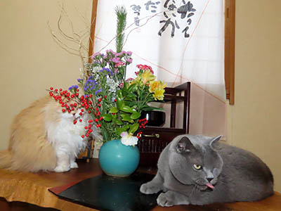 �肢�@���[���Ӓ�@�~�[�R