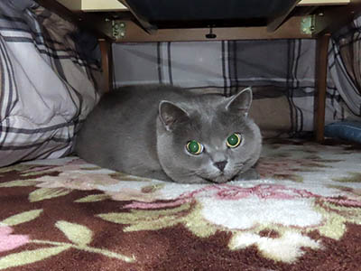 �肢�@���[���Ӓ�@�~�[�R