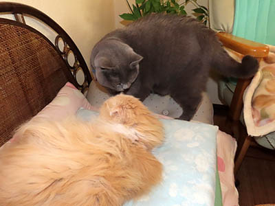 �肢�@���[���Ӓ�@�~�[�R