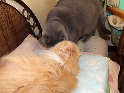 �肢�@���[���Ӓ�@�~�[�R