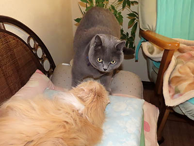 �肢�@���[���Ӓ�@�~�[�R