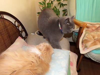 �肢�@���[���Ӓ�@�~�[�R