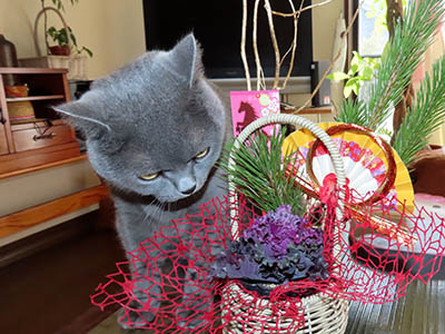 �肢�@���[���Ӓ�@�~�[�R