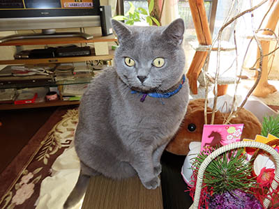 �肢�@���[���Ӓ�@�~�[�R