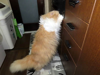 �肢�@���[���Ӓ�@�~�[�R