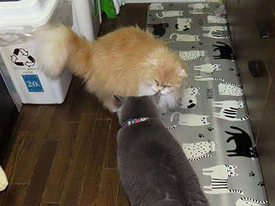 �肢�@���[���Ӓ�@�~�[�R