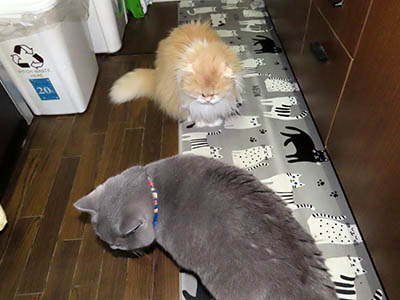 �肢�@���[���Ӓ�@�~�[�R