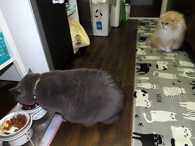 �肢�@���[���Ӓ�@�~�[�R