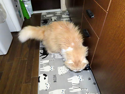 �肢�@���[���Ӓ�@�~�[�R