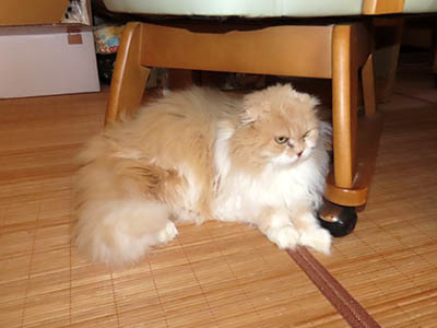 �肢�@���[���Ӓ�@�~�[�R