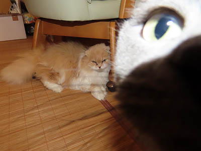 �肢�@���[���Ӓ�@�~�[�R