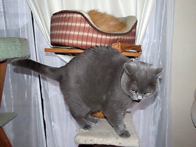 �肢�@���[���Ӓ�@�~�[�R