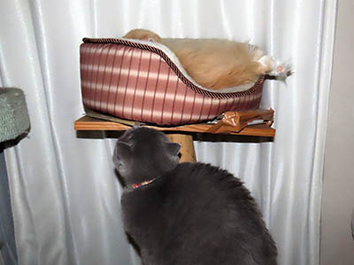 �肢�@���[���Ӓ�@�~�[�R