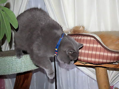 �肢�@���[���Ӓ�@�~�[�R