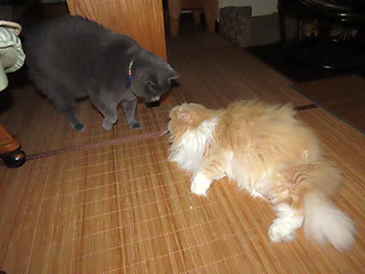 �肢�@���[���Ӓ�@�~�[�R