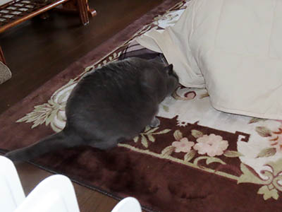 �肢�@���[���Ӓ�@�~�[�R