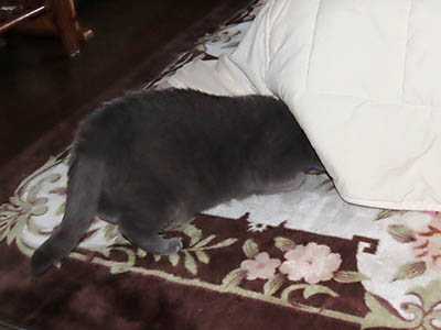 �肢�@���[���Ӓ�@�~�[�R