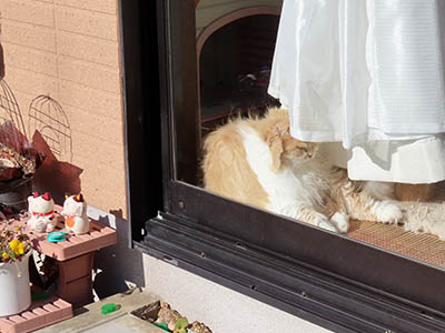 �肢�@���[���Ӓ�@�~�[�R