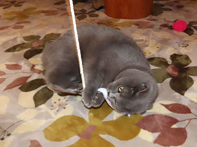 �肢�@���[���Ӓ�@�~�[�R