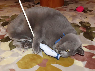 �肢�@���[���Ӓ�@�~�[�R