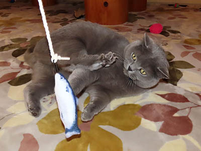 �肢�@���[���Ӓ�@�~�[�R