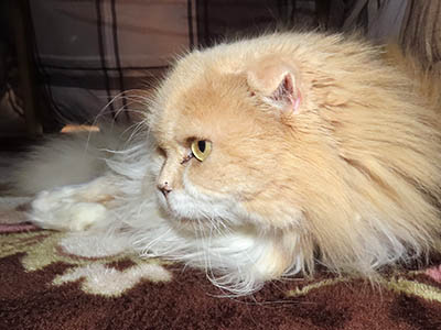 �肢�@���[���Ӓ�@�~�[�R