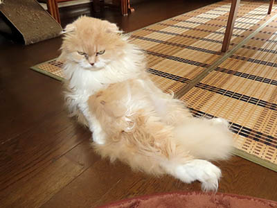 �肢�@���[���Ӓ�@�~�[�R