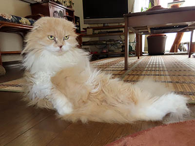 �肢�@���[���Ӓ�@�~�[�R