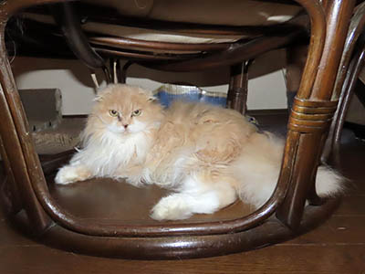 �肢�@���[���Ӓ�@�~�[�R