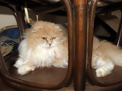 �肢�@���[���Ӓ�@�~�[�R