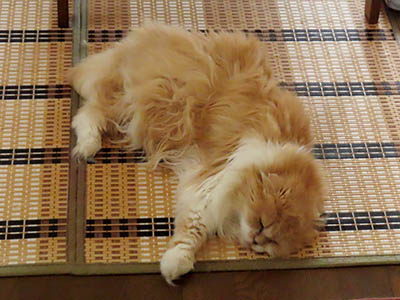 �肢�@���[���Ӓ�@�~�[�R