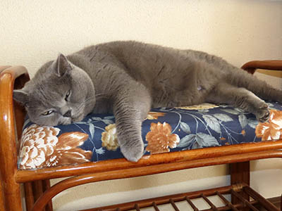 �肢�@���[���Ӓ�@�~�[�R