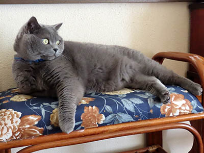 �肢�@���[���Ӓ�@�~�[�R