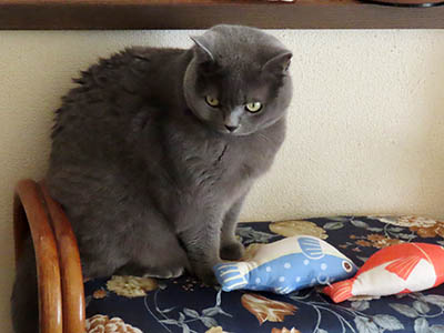 �肢�@���[���Ӓ�@�~�[�R